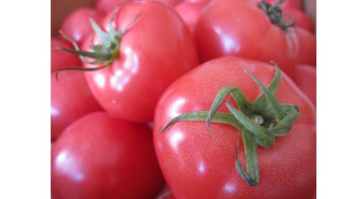 令和7年度福岡市農林水産まつり-4