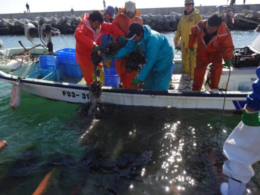 津屋崎千軒かき特売会-3