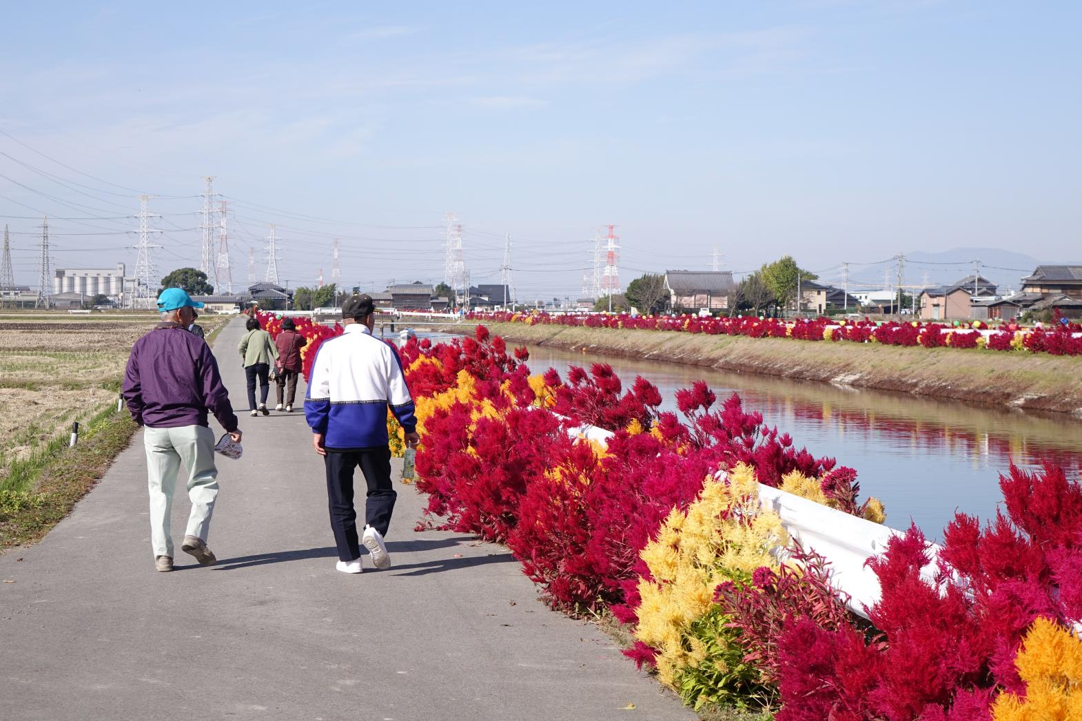 さるこいフェスタ（大木町）-1