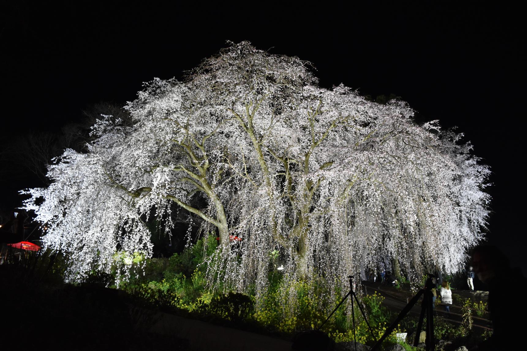 身延のしだれ桜祭り-1