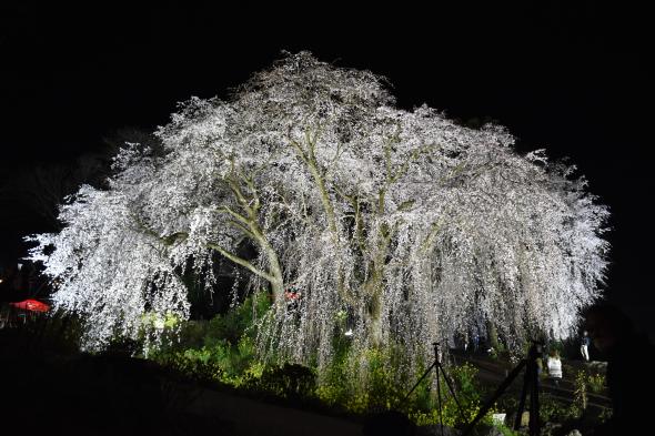 身延のしだれ桜祭り-0