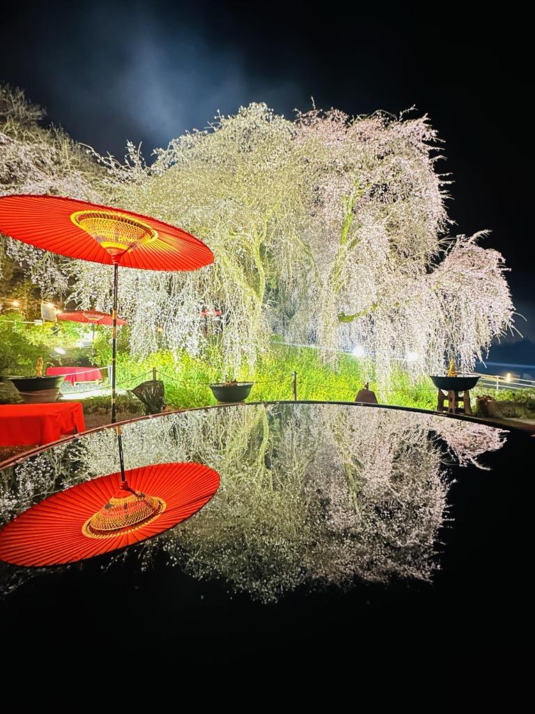 身延のしだれ桜祭り-1