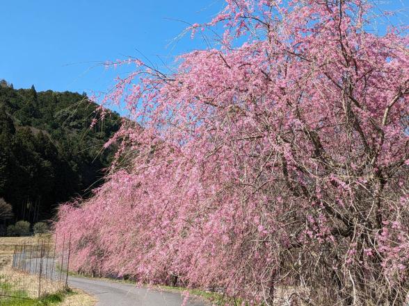 紅枝垂れ桜（豊前市）-0