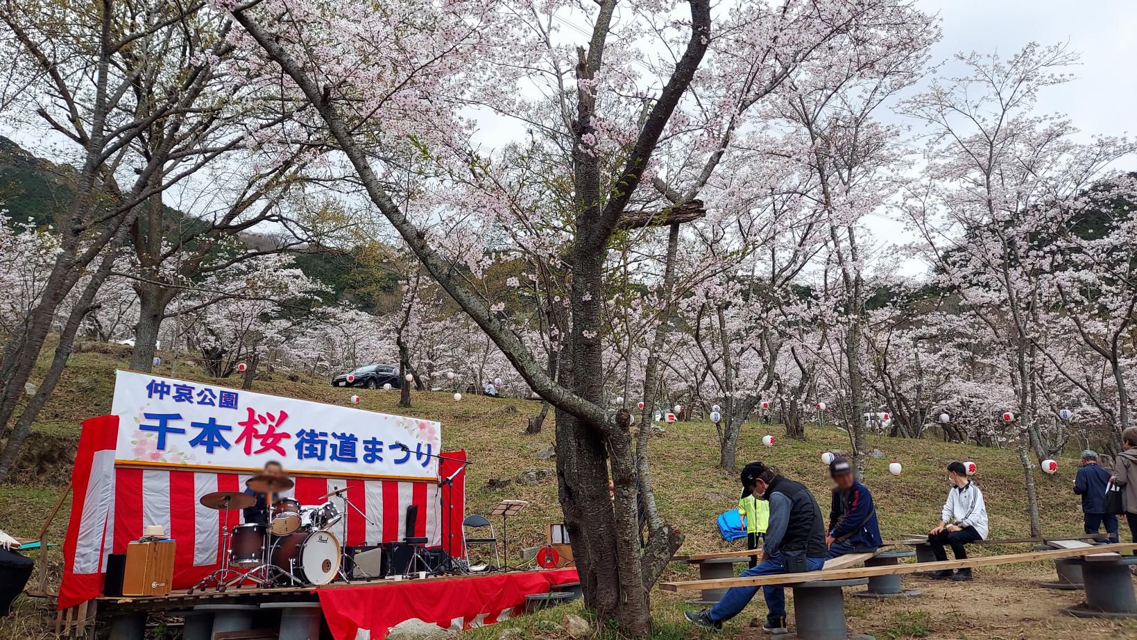 【仲哀公園】千本桜街道まつり-2