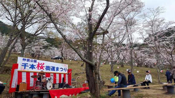【仲哀公園】千本桜街道まつり-2