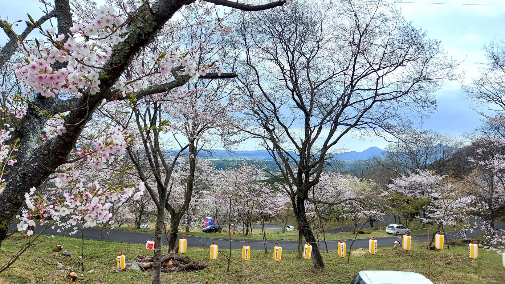 【仲哀公園】千本桜街道まつり-1
