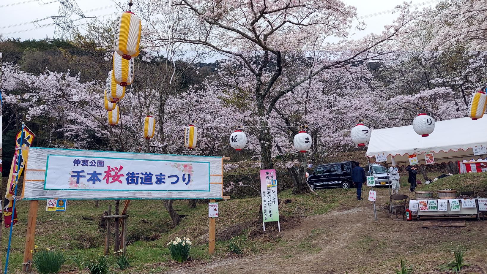 【仲哀公園】千本桜街道まつり-1