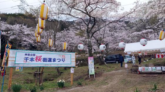 【仲哀公園】千本桜街道まつり-1