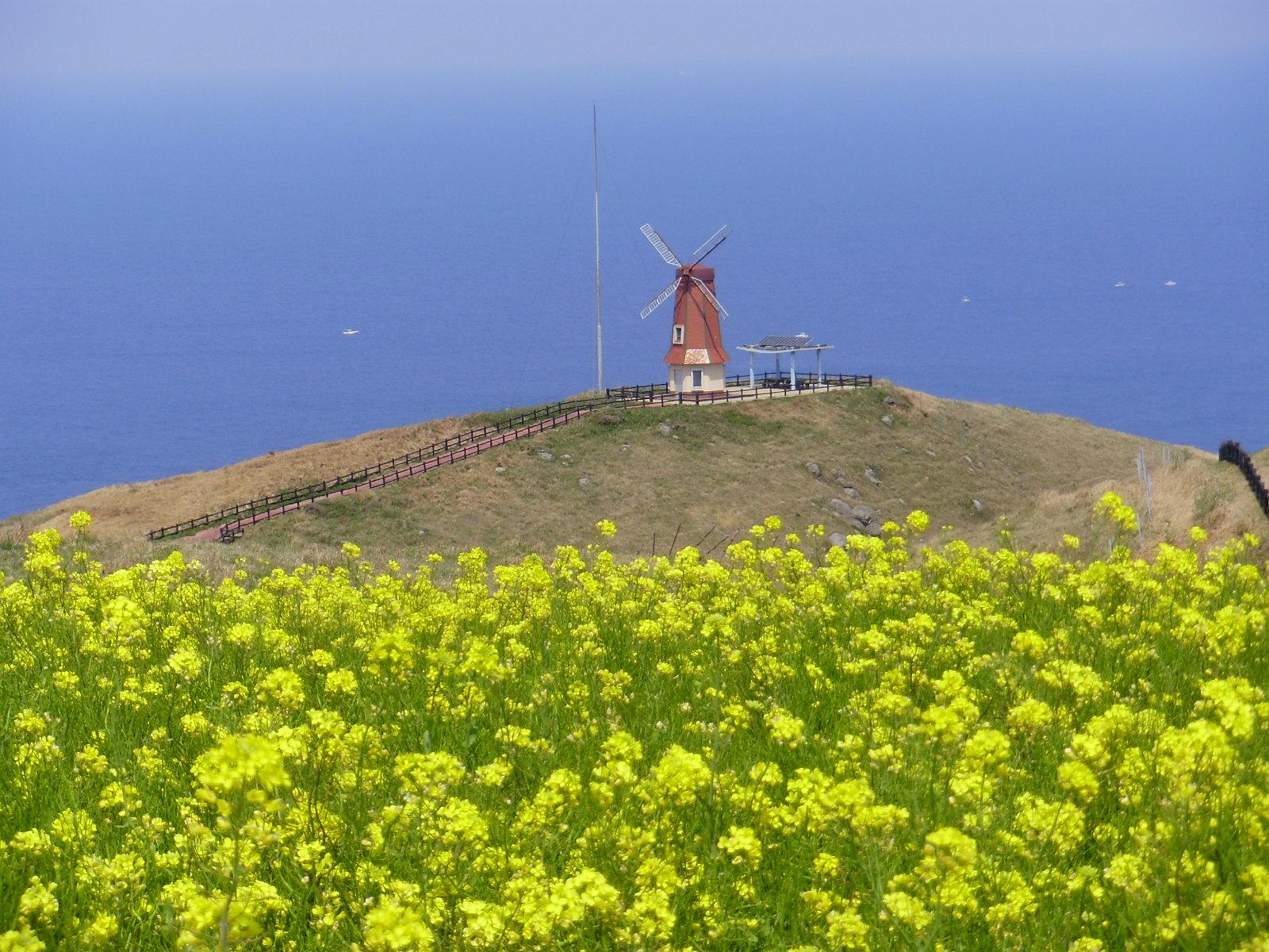 【大島砲台跡】菜の花