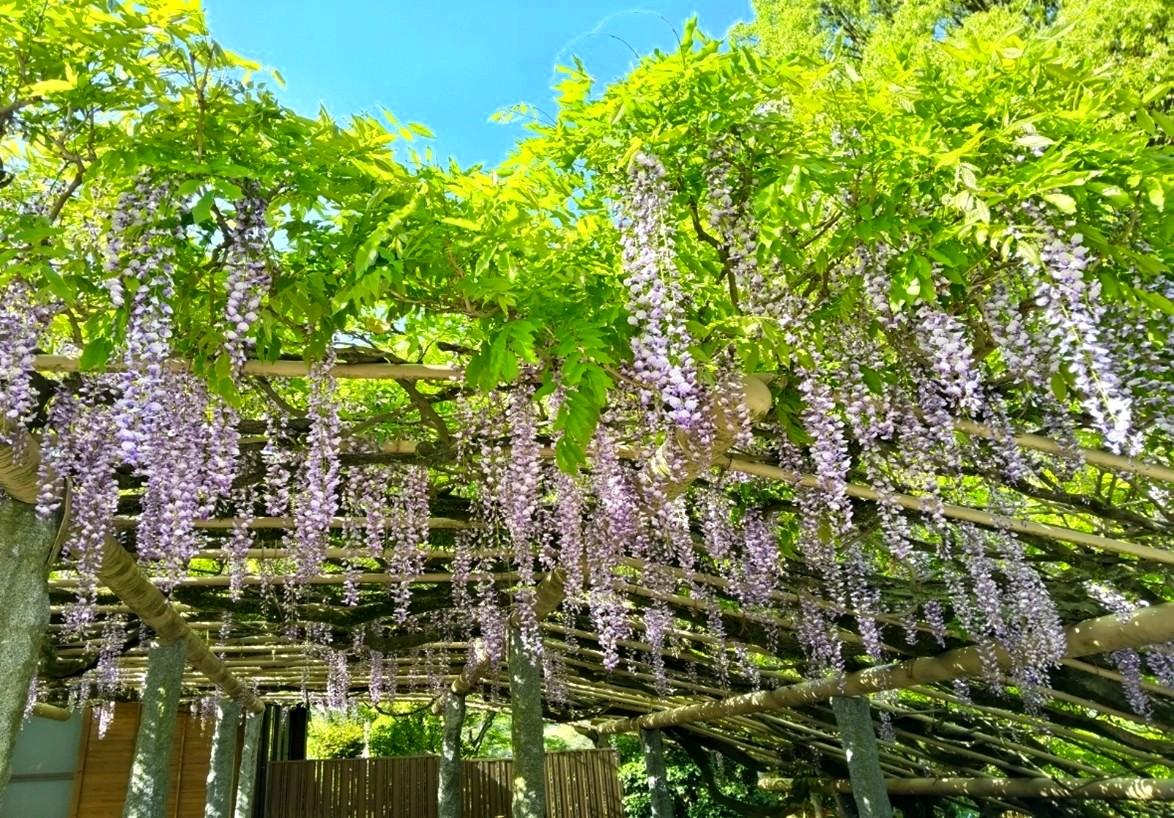 筑紫野市祭 二日市温泉藤まつり-4