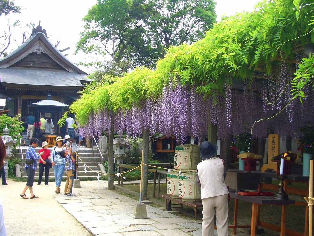 筑紫野市祭 二日市温泉藤まつり-5