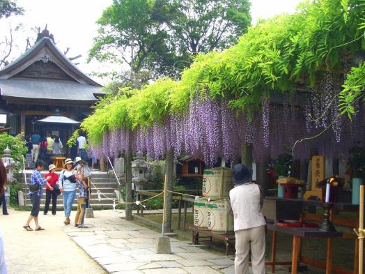 筑紫野市祭 二日市温泉藤まつり-5