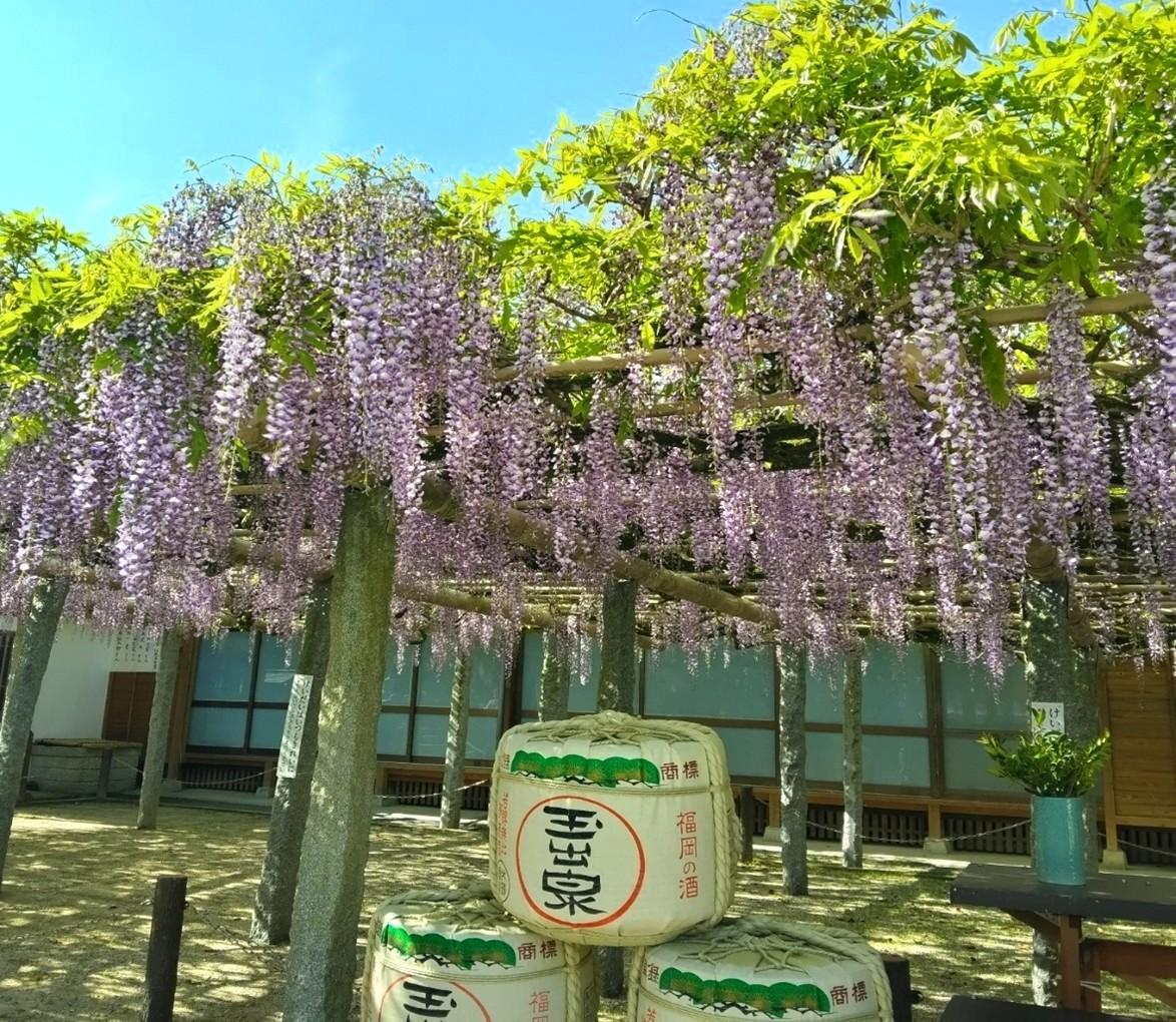 筑紫野市祭 二日市温泉藤まつり-3