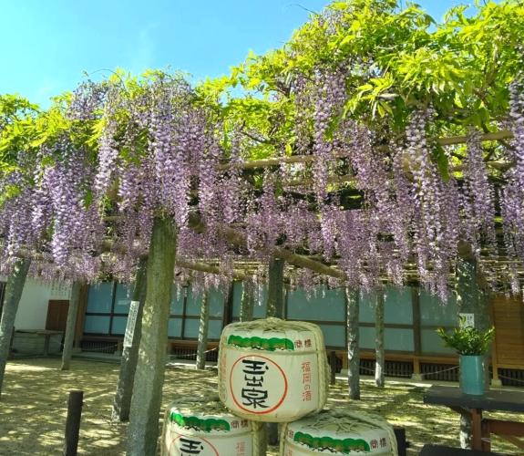 筑紫野市祭 二日市温泉藤まつり-3