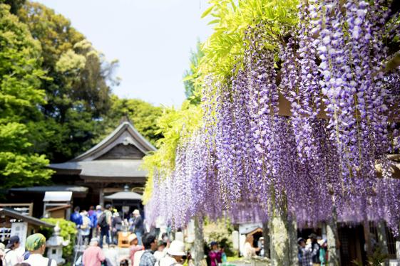 筑紫野市祭 二日市温泉藤まつり-1