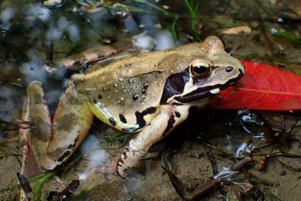 両生類産卵まつり2026-0