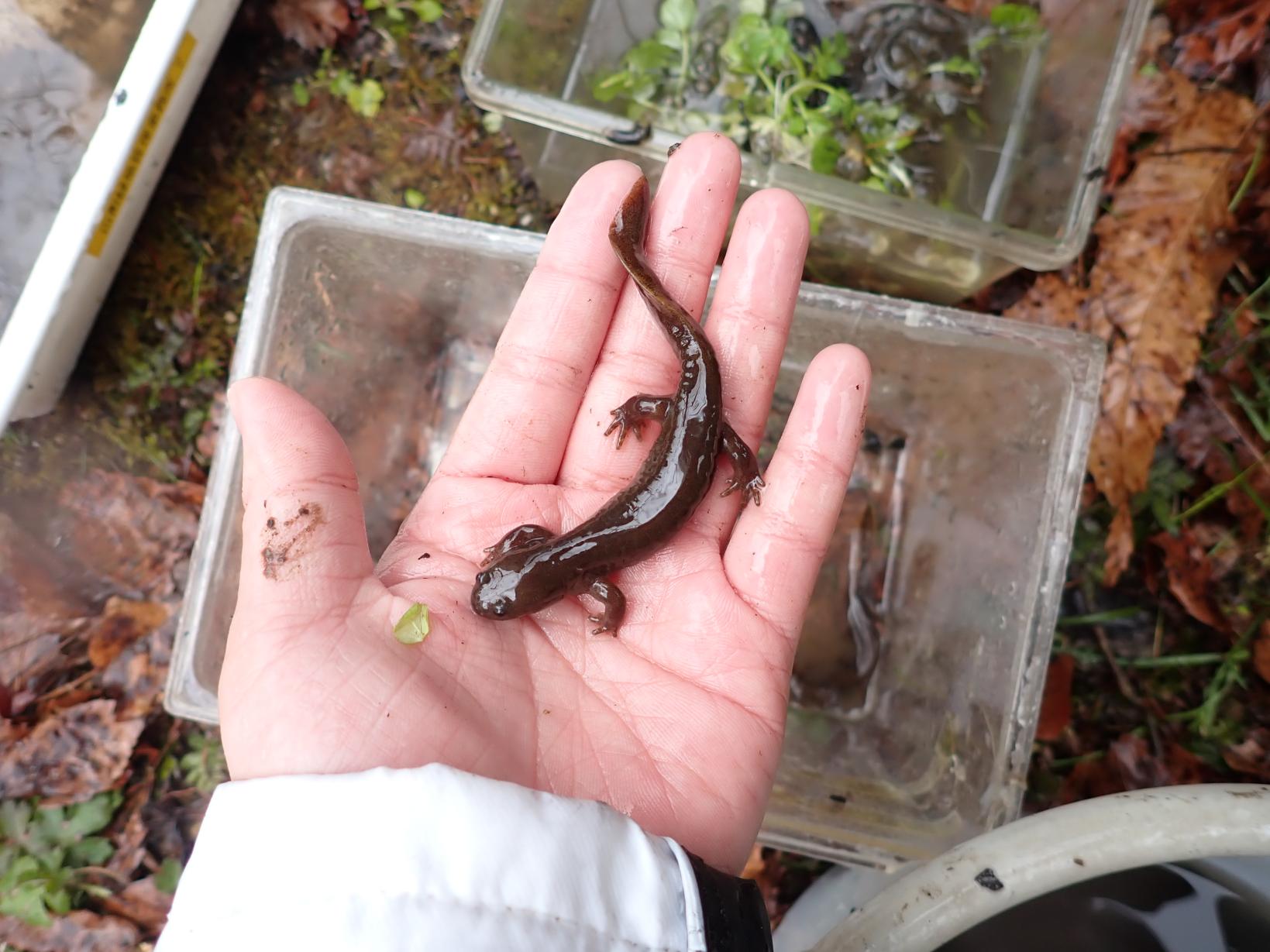 両生類産卵まつり2026-5