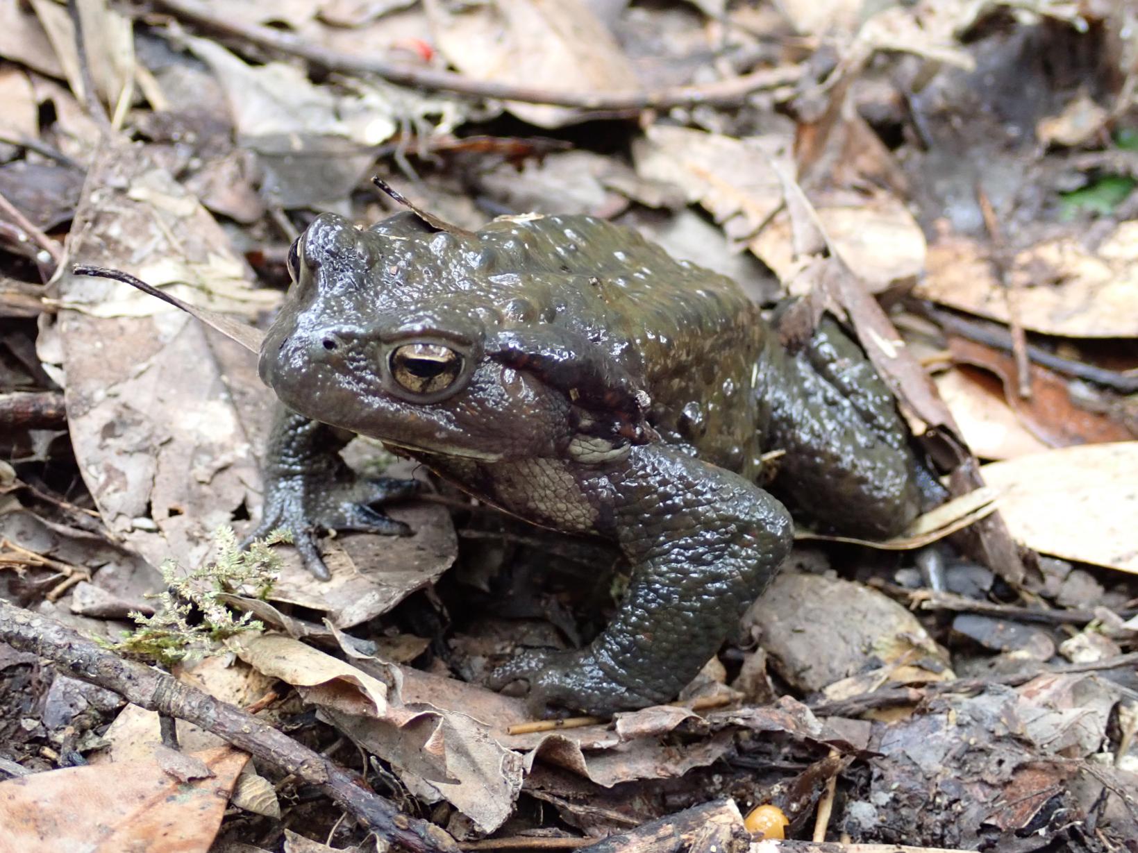 両生類産卵まつり2026-1