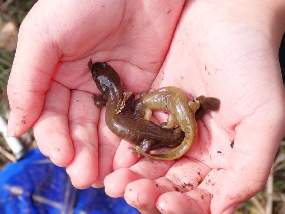 両生類産卵まつり2026-4