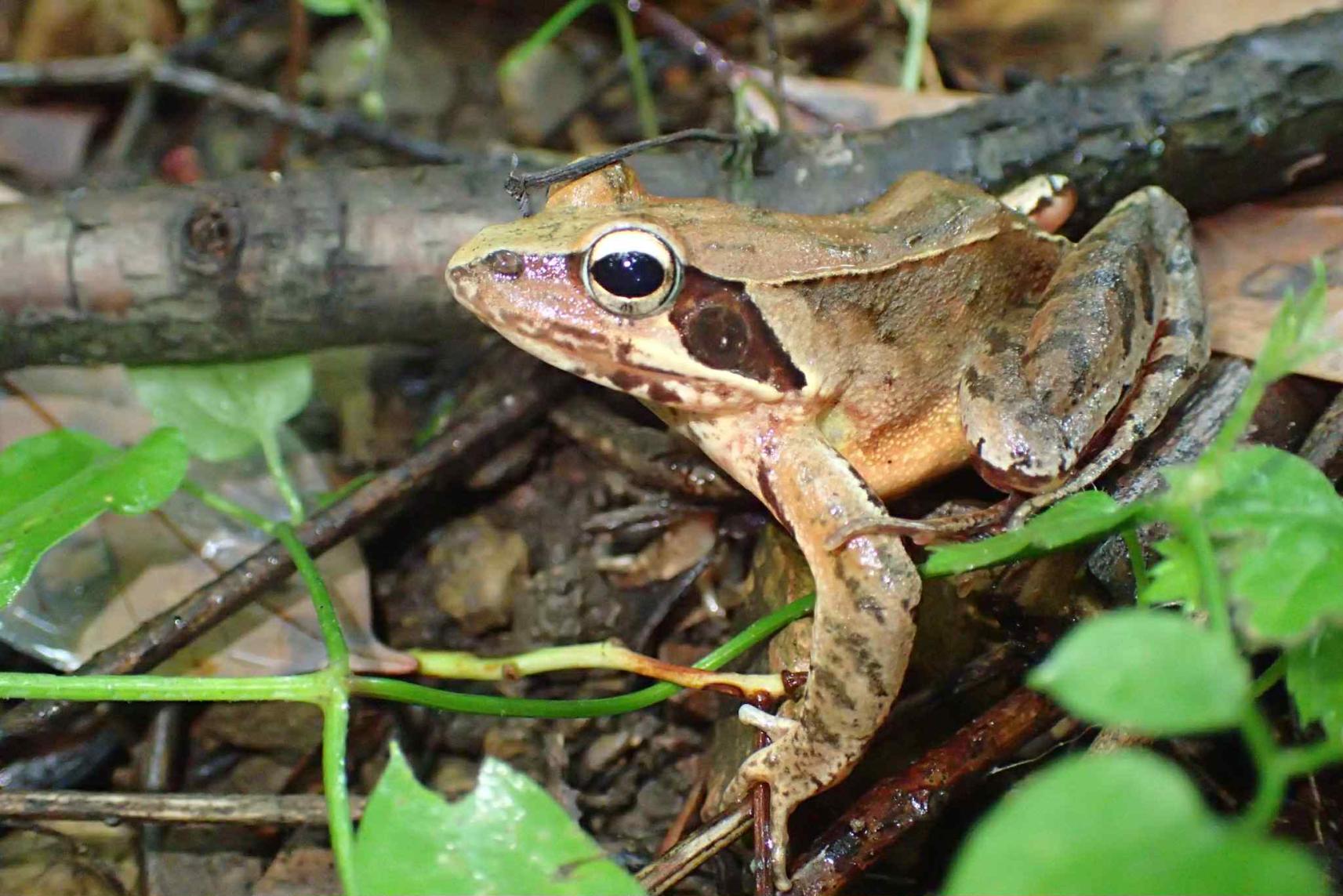 両生類産卵まつり2026-2