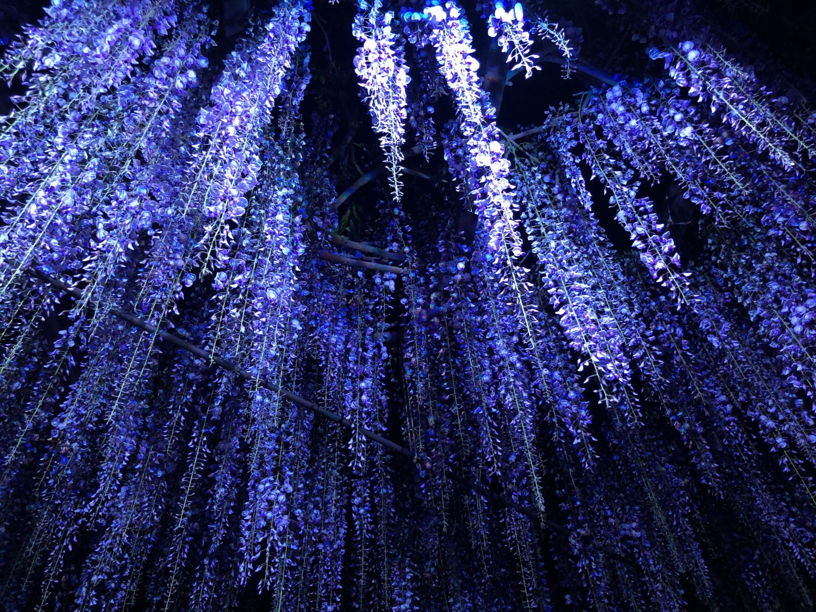 八女黒木の大藤まつり（素盞嗚神社）-3