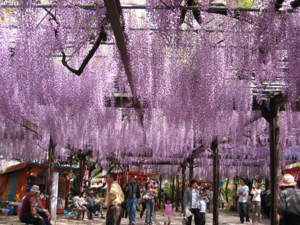 八女黒木の大藤まつり（素盞嗚神社）-0