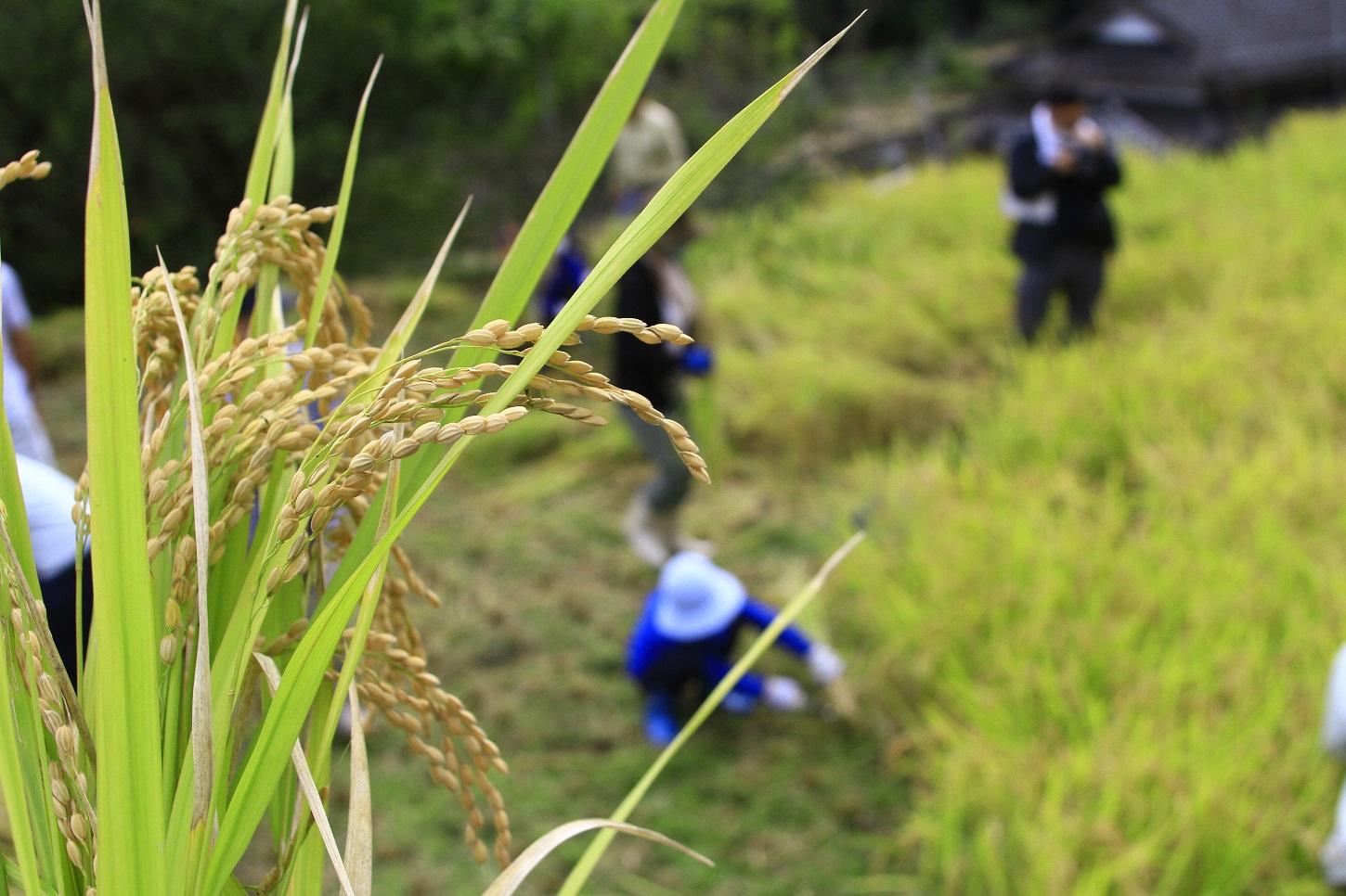 Buzen Green Tourism Research Group-1