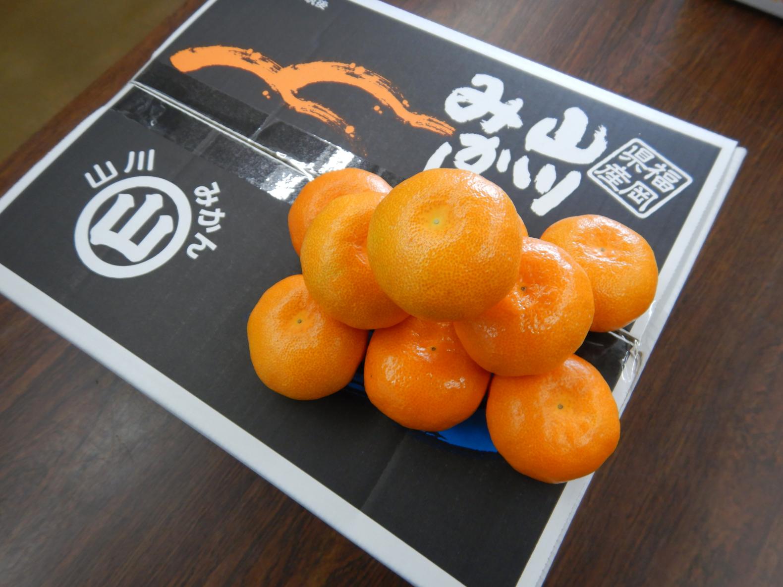 みかん農作業体験会-1
