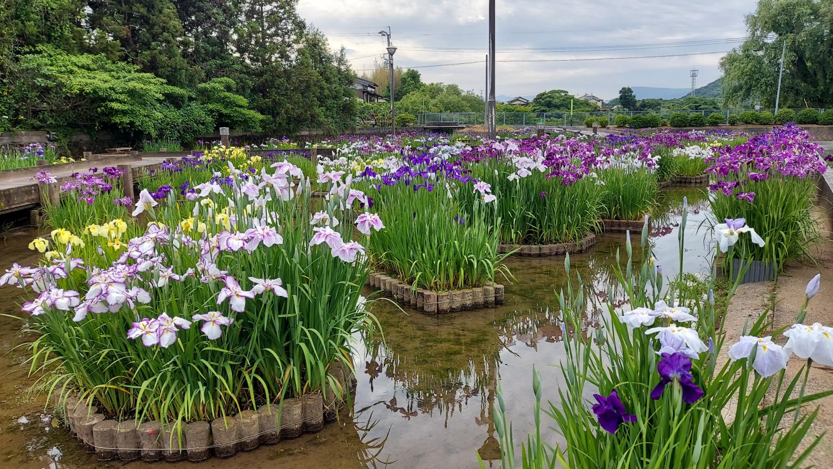 みやこ町豊津花菖蒲公園
