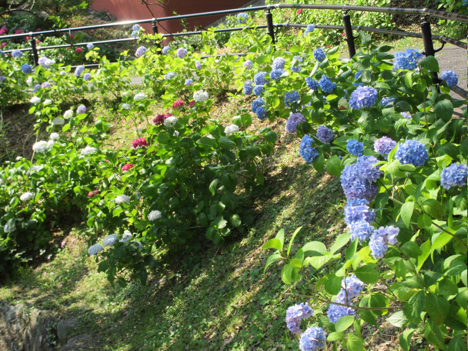 【到津の森公園】到津あじさいフェア-1