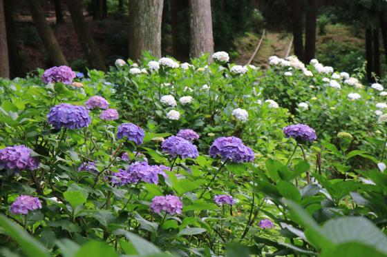 宝の山高良山あじさい祭り-1