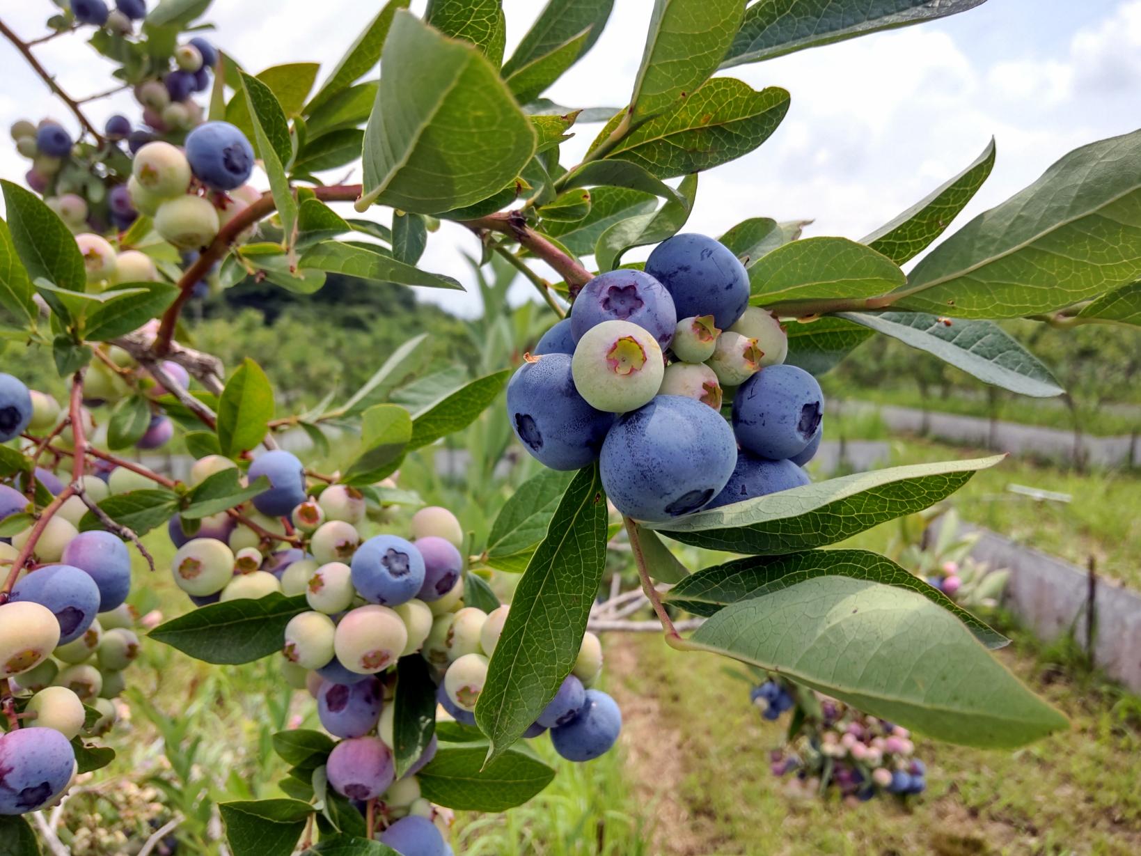 山の里自然農園-1