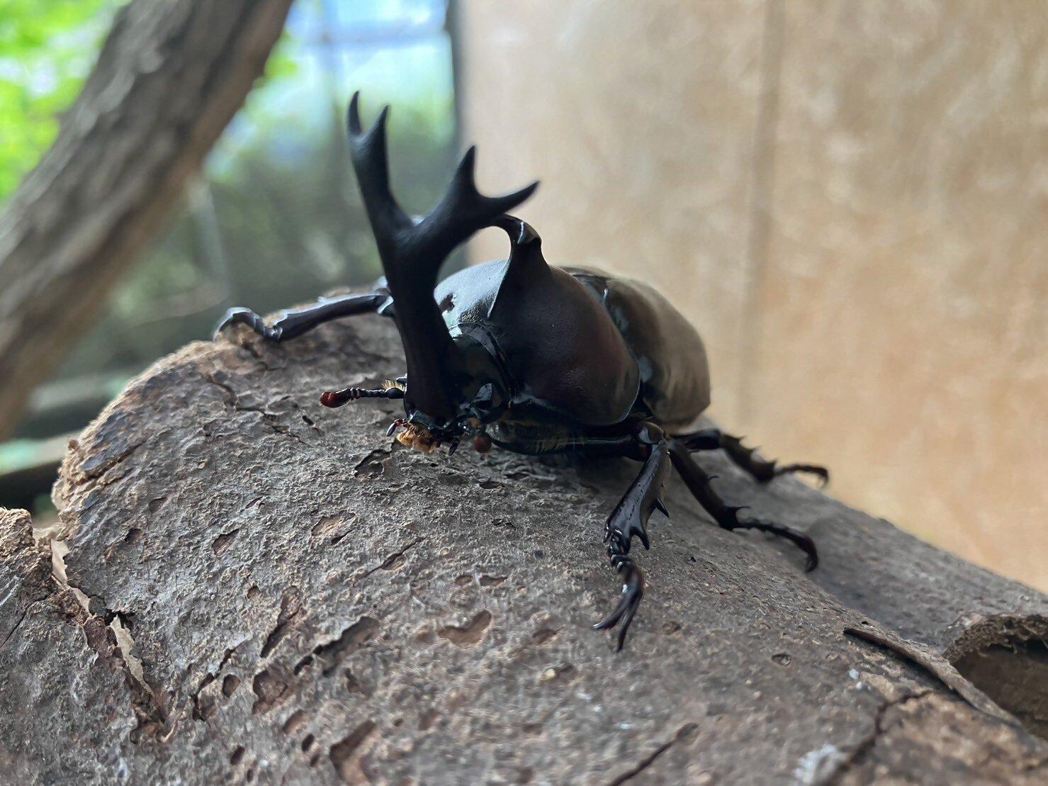 【花農丘公園・北九州市立総合農事センター】カブトムシハウスOPEN-1