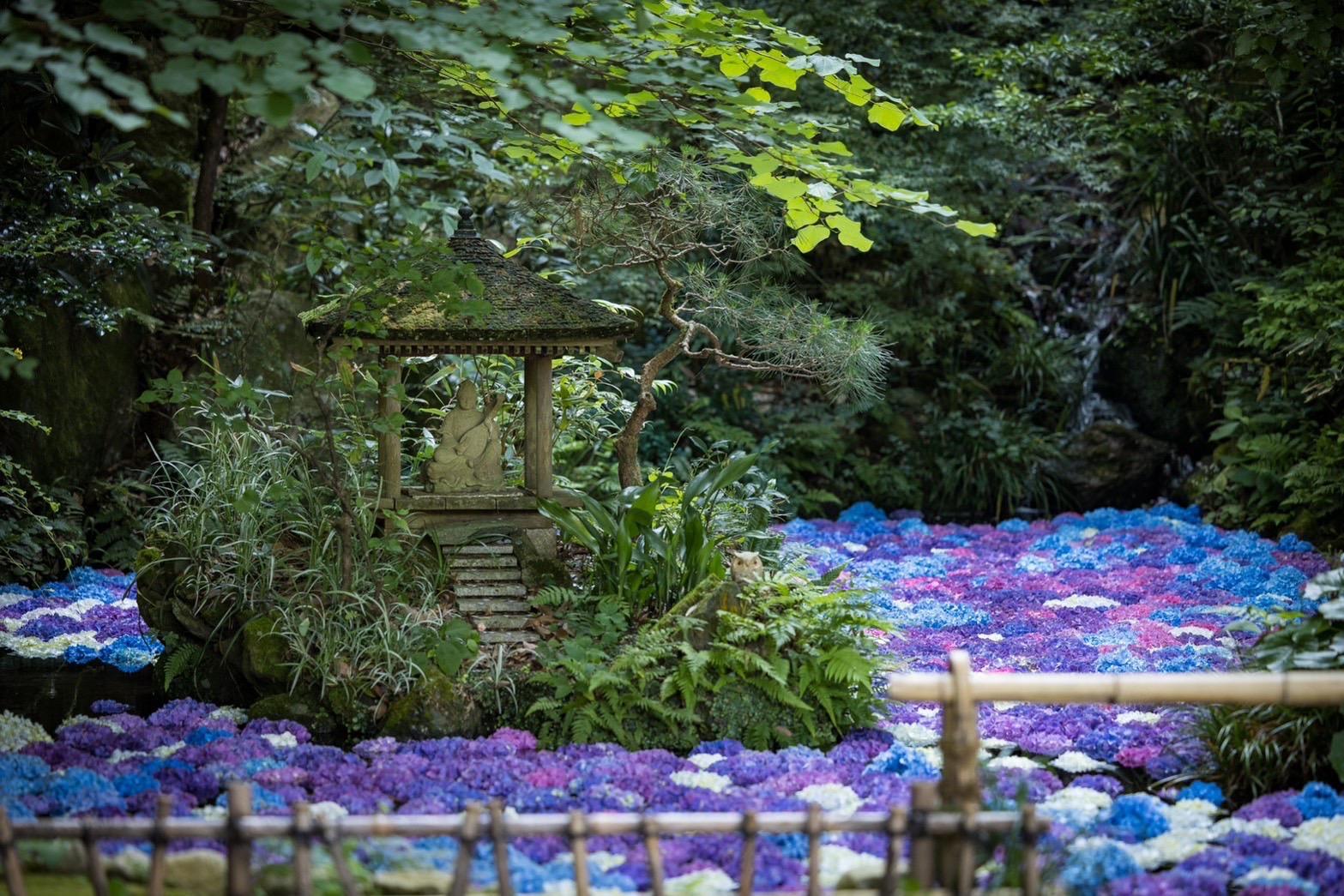 [南藏院] 繡球花池-1