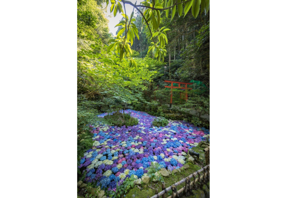 [南藏院] 繡球花池-3