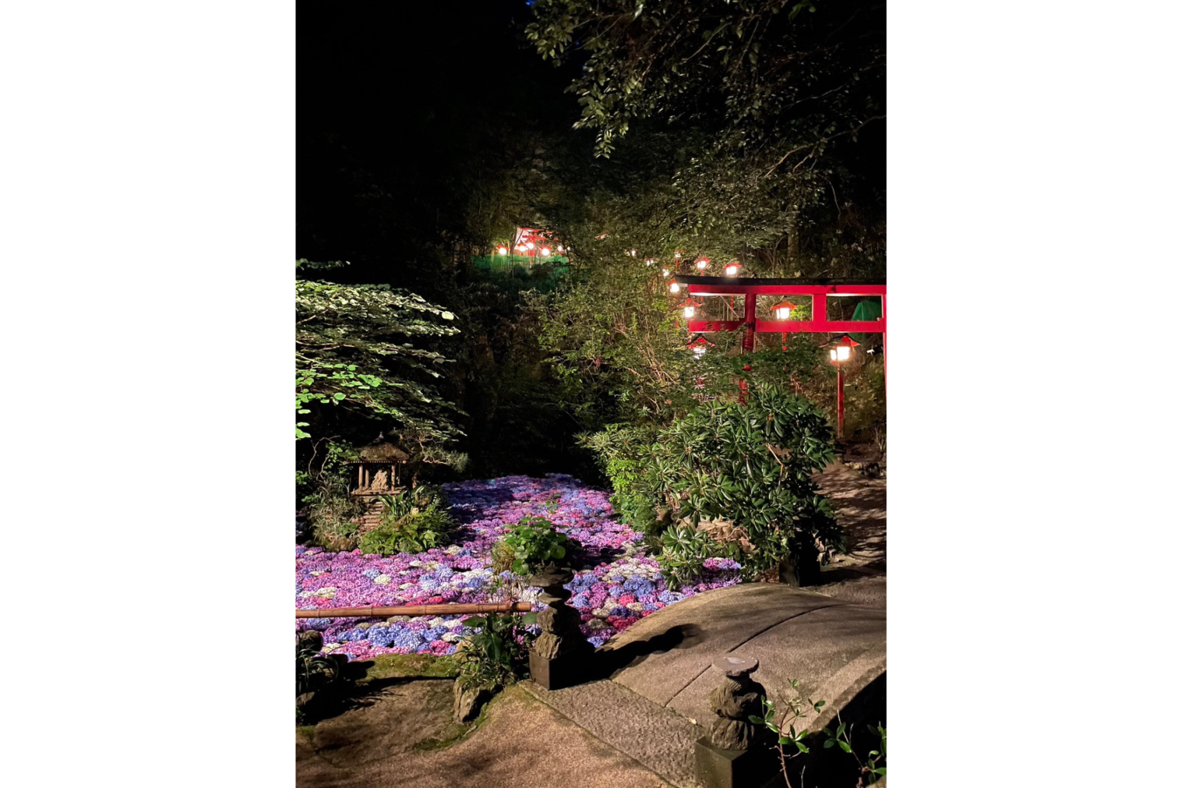 [南藏院] 繡球花池-4