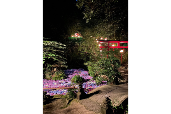 [南藏院] 繡球花池-4