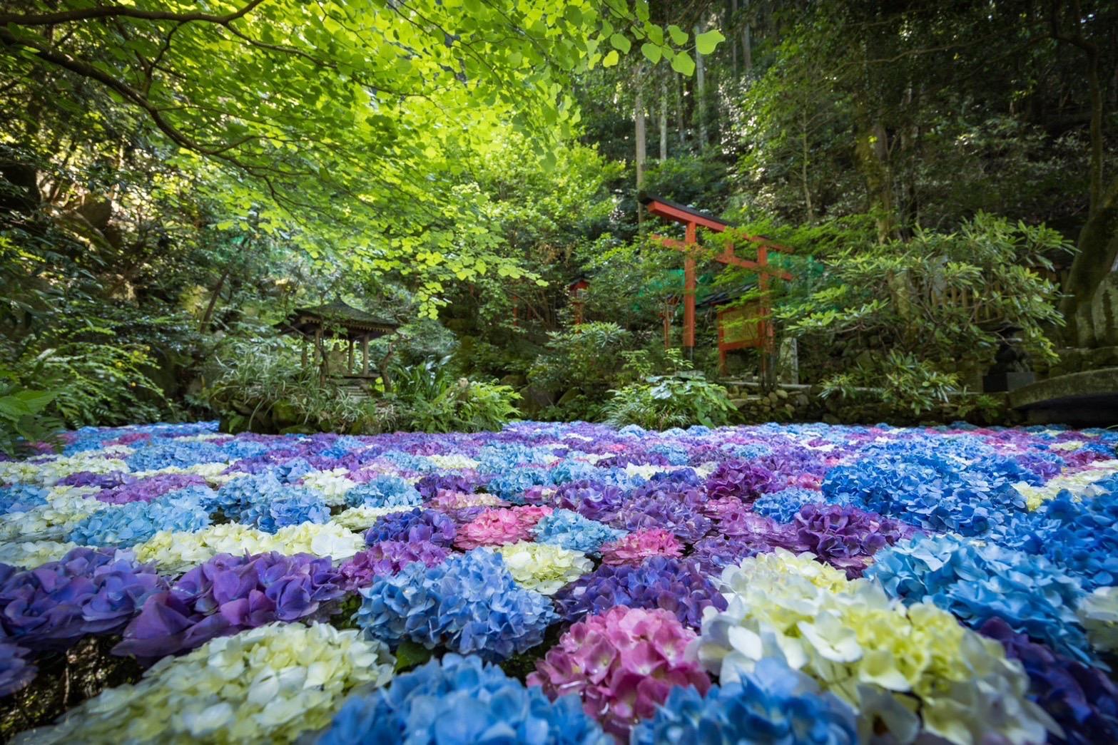 Nanozoin Temple's Hydrangea Pond