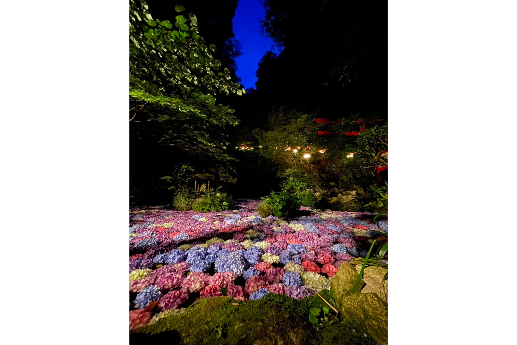 [南藏院] 繡球花池-5