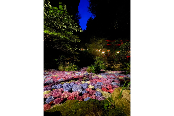 [南藏院] 繡球花池-5