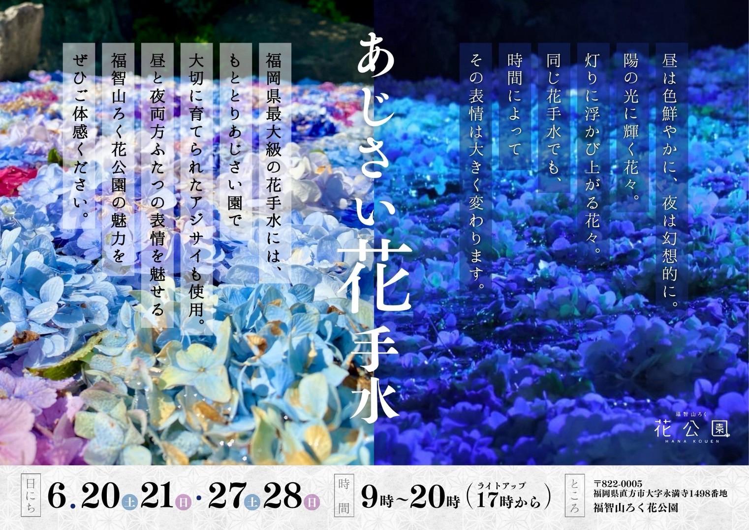 【福智山ろく花公園】あじさい花手水-1