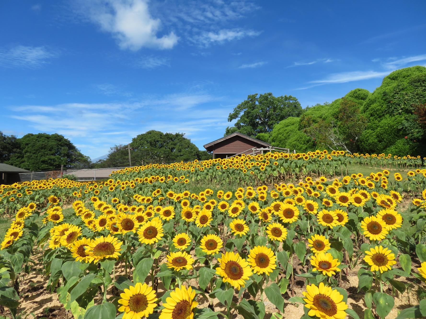 のこのしまアイランドパーク　ひまわり摘み取りイベント-3