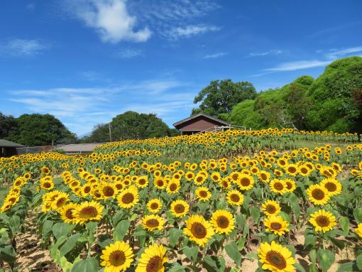 のこのしまアイランドパーク　ひまわり摘み取りイベント-3