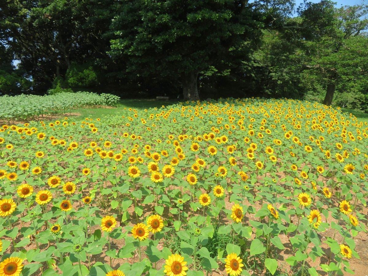 のこのしまアイランドパーク　ひまわり摘み取りイベント-2