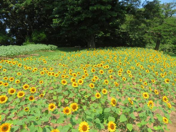 のこのしまアイランドパーク　ひまわり摘み取りイベント-2