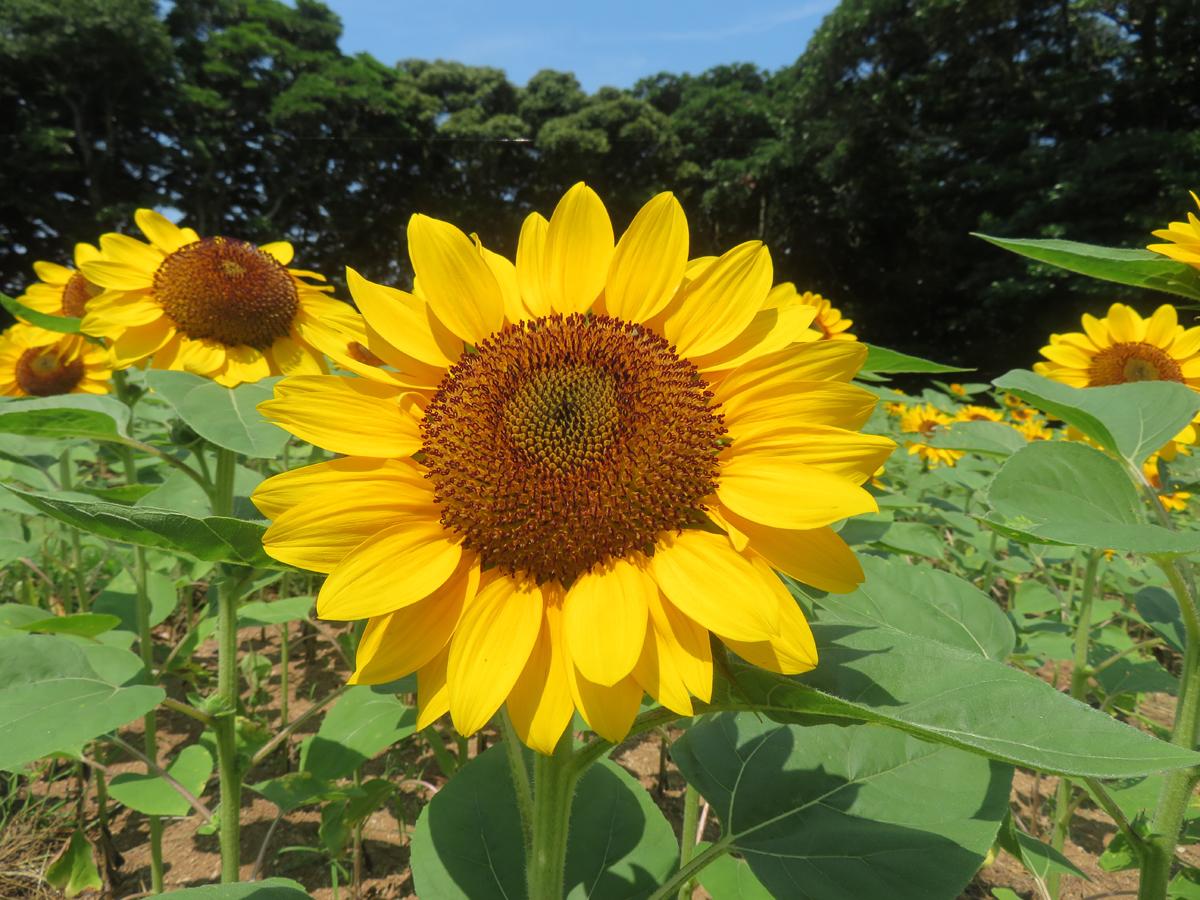 のこのしまアイランドパーク　ひまわり摘み取りイベント-1