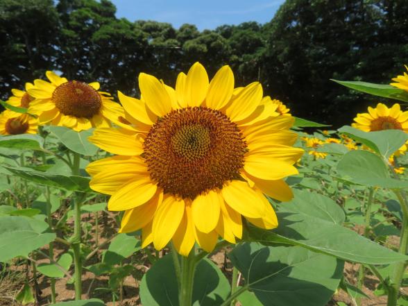 のこのしまアイランドパーク　ひまわり摘み取りイベント-1