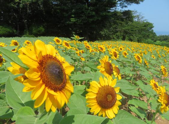 のこのしまアイランドパーク　ひまわり摘み取りイベント-0