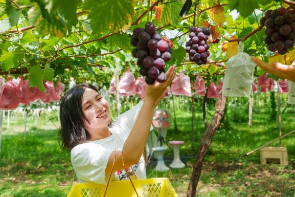 田主丸っともぎもぎスタンプラリー-2