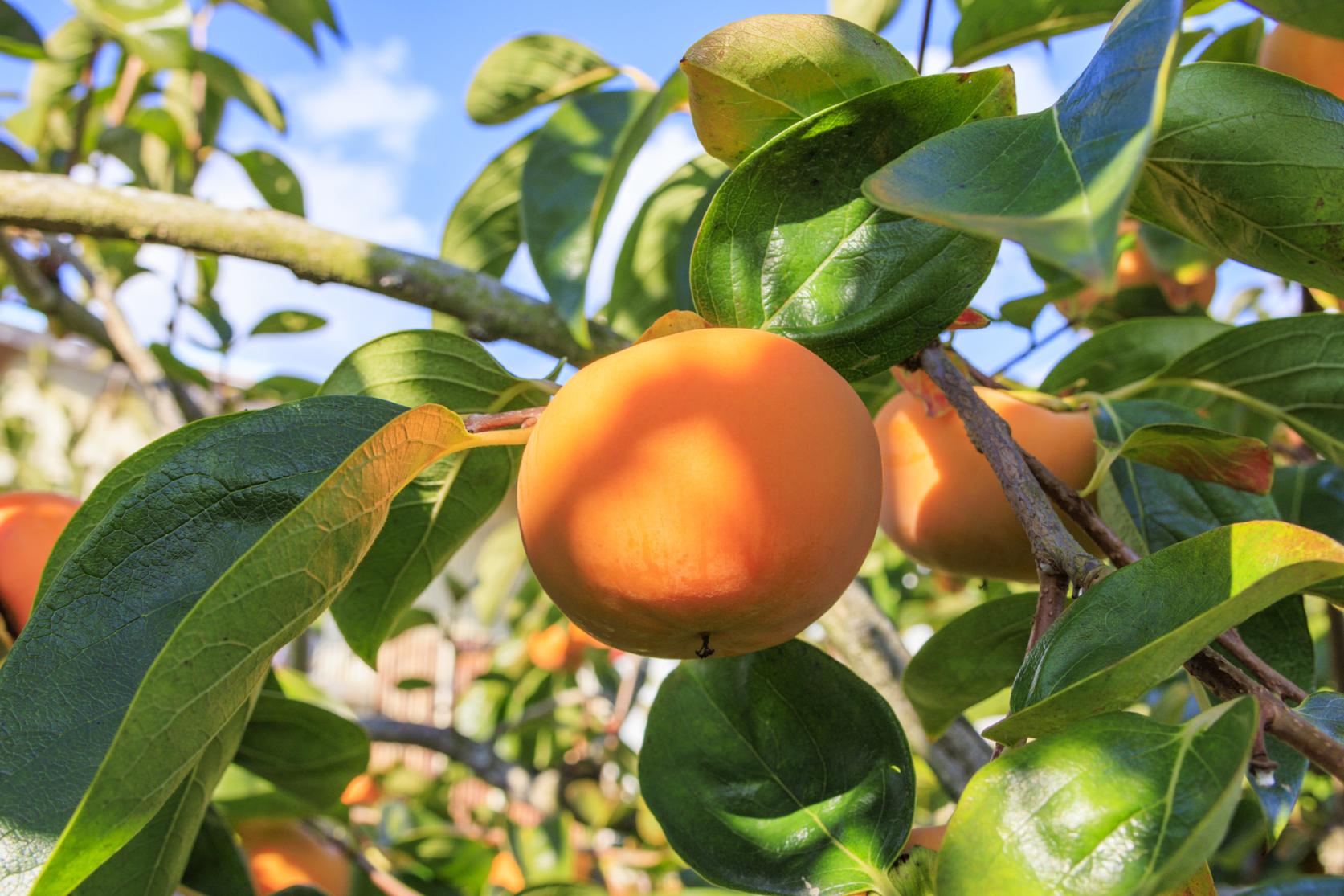 田主丸っともぎもぎスタンプラリー-3